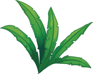 Cartoon Jungle Foliage PNG image with transparent background