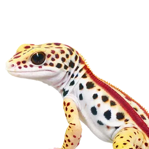 Cartoon Leopard Gecko Png 06202024 PNG Image