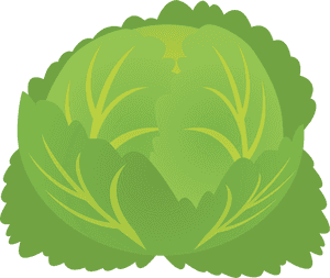 Plant,leaf,lettuce - Illustration, HD Png Download PNG image with transparent background