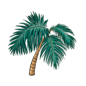 Cartoon Palm Leaves PNG evx PNG image with transparent background