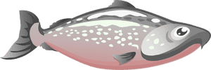Pink,jaw,fish - Salmon Clipart Png, Transparent Png PNG with transparent background