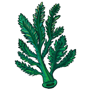 Cartoon Seaweed Image PNG 05242024 PNG image with transparent background