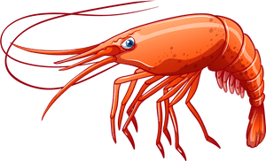 Png Clip Art - Transparent Background Shrimp Clipart, Png Download PNG with transparent background