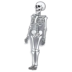 Cartoon Skeleton With Flowers Png Twy PNG Image