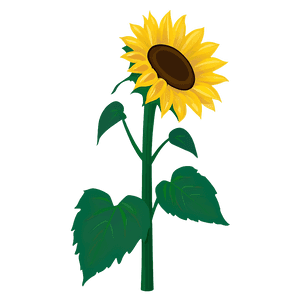 Cartoon Sunflower PNG 05032024 PNG image with transparent background