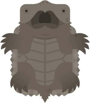 Cartoon Turtle Character PNG image with transparent background