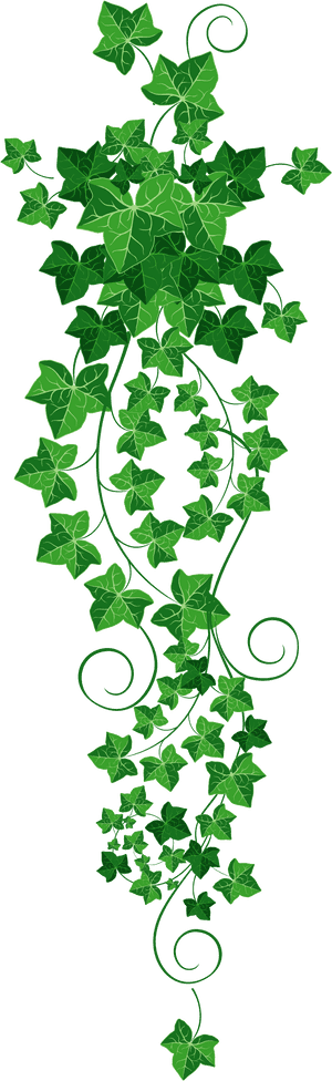 Common Ivy Vine Clip Art - Ivy Transparent Background, HD Png Download PNG with transparent background