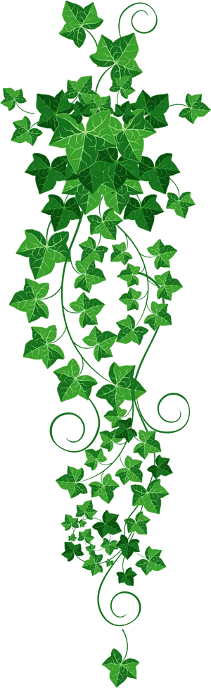 Cascading Green Ivy Vines PNG Image