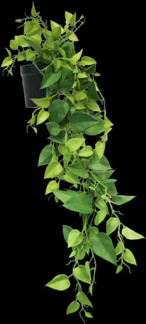 Herb, HD Png Download PNG image with transparent background