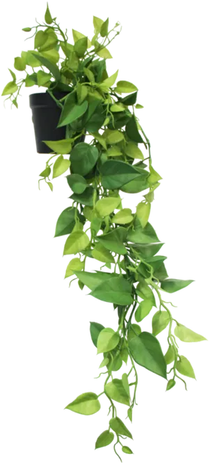 Cascading Greenery Hanging Plant.jpg PNG Image