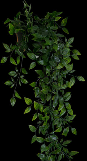 Hanging Plant Png , Png Download - Floating Shelf With Plant, Transparent Png PNG with transparent background