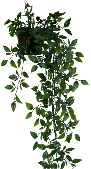 Cascading Greenery Hanging Plant.jpg PNG Image