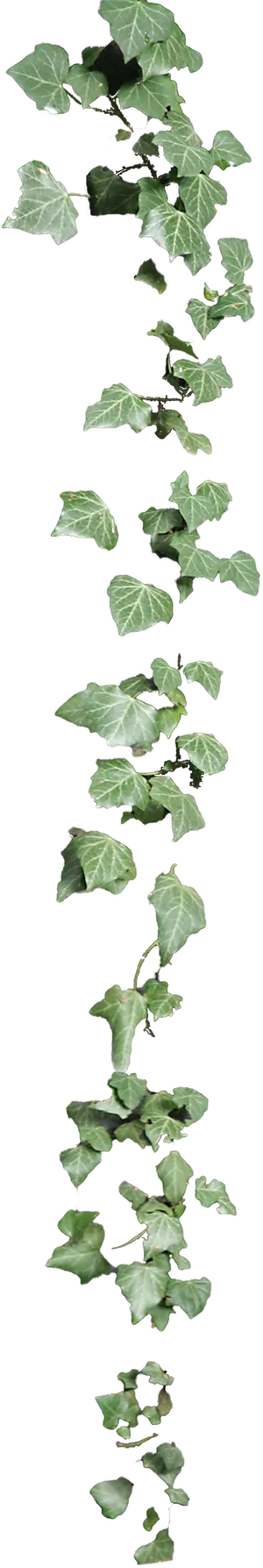 Cascading Ivy Leaves PNG Image