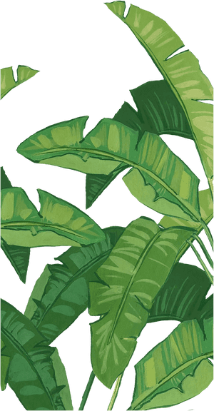 Casetify Banana Leaf, HD Png Download PNG image with transparent background