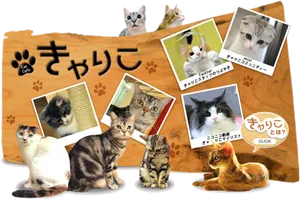 Cat Cafe Collage Japan PNG Image