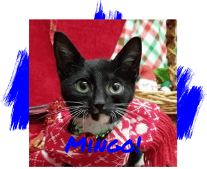 Cat - Domestic Short-haired Cat, HD Png Download PNG image with transparent background