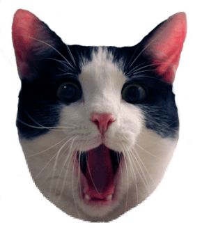 Cat Meme Png - - Friday Cat Quote, Transparent Png PNG image with transparent background