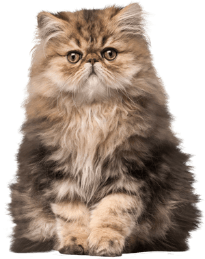 Cat Png Clip Art - Cat Memes For Kids, Transparent Png PNG image with transparent background