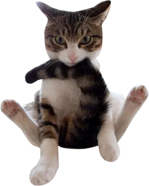 Cat Sitting Like Human Funny Image PNG Image