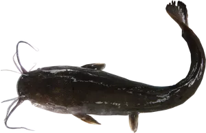 Catfish Side View Transparent Background PNG Image