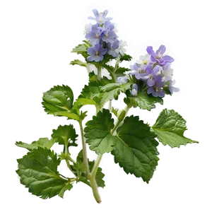 Catnip Flower Blooms Png Yah PNG Image