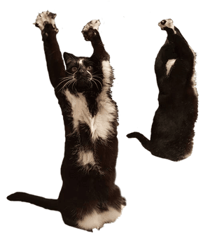 Cats Memes Transparent, HD Png Download PNG image with transparent background