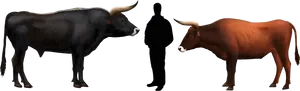 Cattle Comparisonwith Human Silhouette PNG Image