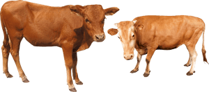 Cattle Water Buffalo Cow And Bafelo Png - Transparent Cow Buffalo Hd Png, Png Download PNG image with transparent background