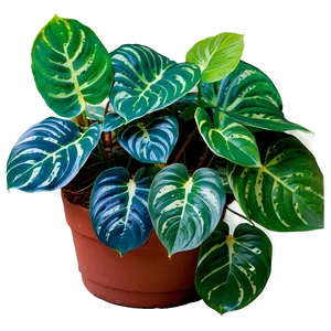 Cebu Blue Pothos Features Png Mof PNG Image