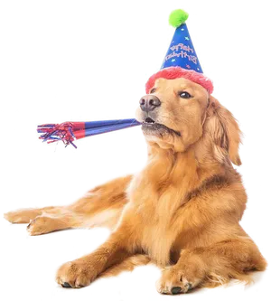 Celebratory Dog With Party Hat PNG Image