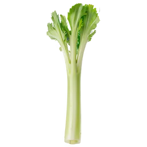 Celery On White Background Png 06252024 PNG Image