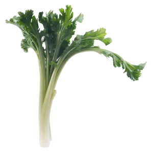 Celery Sprig Png 5 PNG Image