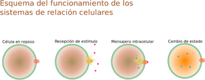 Que Es Relacion Celular, HD Png Download PNG with transparent background
