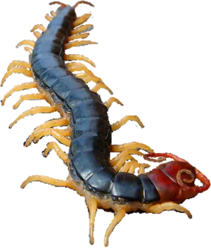 Centipede Close Up PNG Image