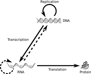 Central Dogma Of Molecular Biology Png, Transparent Png PNG image with transparent background
