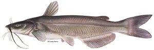 Channel Catfish Illustration PNG Image