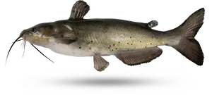 Channel Catfish Illustration PNG Image