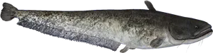 Channel Catfish Side View PNG Image