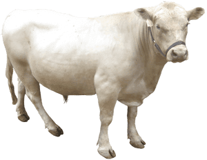 Transparent Dairy Cow Png - Gray Cow Png, Png Download PNG with transparent background