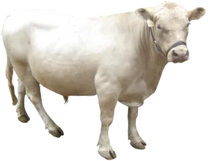 Charolais Cow Standing Transparent Background PNG Image