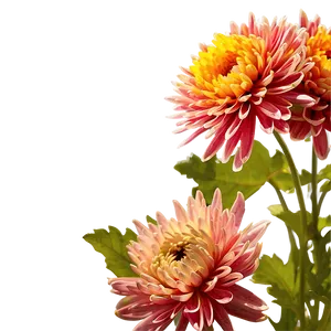 Cheerful Chrysanthemum Png 06252024 PNG Image