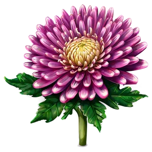 Cheerful Chrysanthemum Png Btf71 PNG Image