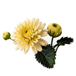 Cheerful Chrysanthemum Png Odd PNG Image