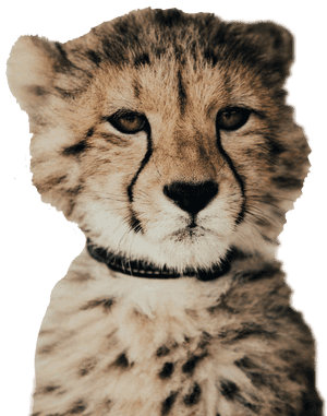 #cheetah - Baby Cheetah, HD Png Download PNG image with transparent background