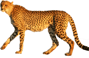 Cheetah Leopard Jaguar Animal Cat - Cheetah Png Transparent, Png Download PNG image with transparent background
