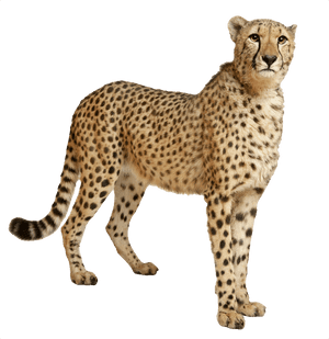 Cheetah Png - Cheetah Transparent, Png Download PNG image with transparent background