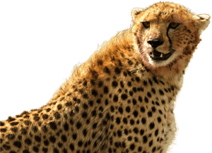 Cheetah Png Image - Cheetah Png High Resolution, Transparent Png PNG image with transparent background