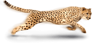 Cheetah Png Photo - Cheetah Clipart, Transparent Png PNG image with transparent background