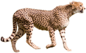 Cheetah Png, Transparent Png PNG image with transparent background