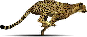 Cheetah Running Transparent Background, HD Png Download PNG image with transparent background